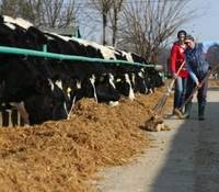 ANSVSA: Romania nu mai vinde bovine si ovine vii catre tarile UE, decat pentru sacrificare imediata