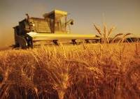 Agricultorii care isi achita primele de asigurare beneficiaza de o reducere de 50%
