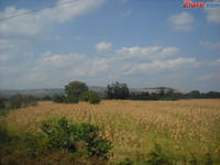 Bloomberg: Pretul mic al terenurilor agricole atrage investitorii in Romania