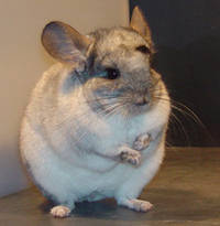Cum poti face cateva mii de euro pe an crescand chinchilla