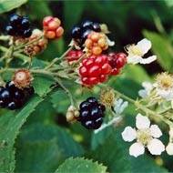 Cum poti obtine 8.000 de euro pe an din cultivarea arbustilor fructiferic