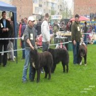 O expozitie cu caini din rasa ciobanesc corb are loc in acest week-end la Predeal