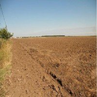Romania are de vanzare peste 500 de mii hactare de teren arabil Romania are de vanzare peste 500 de mii hactare de teren arabil