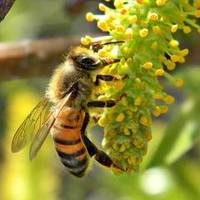 Europa incearca sa-si salveze albinele - pesticide nocive, interzise