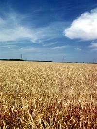 Federatia Producatorilor Agricoli: Soarecii au mancat graul, direct de pe camp. La cat se ridica pagubele