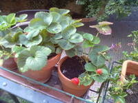 Gradinar de oras Intr-un balcon din Italia cresc in pamant romanesc legume si fructe aromate