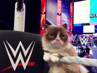 Grumpy Cat, pisica morocanoasa care a facut mai multi bani decat Gwyneth Paltrow si Ronaldo