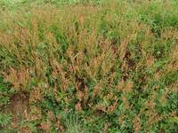 Idei de afaceri: Cum poti face bani din cultivarea plantelor medicinalec