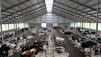 Lectia de agricultura se preda in nord: La fermele olandeze lucreaza roboti