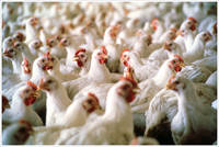 Ministrul Agriculturii: Romania va reincepe sa exporte carne de porc si de pasare