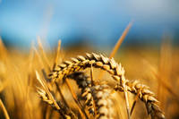 O descoperire senzationala: indeletnicirea cu agricultura a fost fatala pentru umanitate