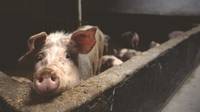 Penurie de carne de porc in China: Romania ar putea profita, dar sta pe bara pentru ca nu are incotro