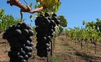 Ploaia a stricat vinul: Recolte si cu 50% mai mici