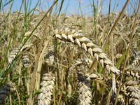 Record pentru agricultura romaneasca: Asa ceva nu s-a mai intamplat in ultimii 20 de ani