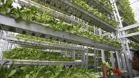 Ridichi si salata verde, marca Panasonic