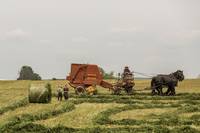 Romania este pe primul loc in UE la populatia care lucreaza in agricultura