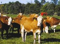 Tanczos Barna (UDMR): Interdictia ANSVSA, o lovitura foarte dura. Ministerul Agriculturii sa ia masuri
