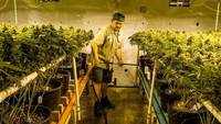 Un alt efect al canabisului: Piata muncii din SUA se invioreaza odata cu legalizarea industriei