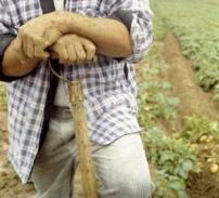 Raspunsul Ministerului Agriculturii la revendicarile Agrostar: "Concret, nu sunt bani! "