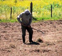 Producatorii agricoli, obligati sa se inscrie la Registrul Comertului pentru a primi ajutor de stat 