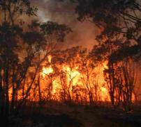 Romsilva: 970 hectare de padure, distruse de incendii 