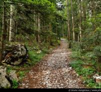 Fondul forestier national a crescut anul trecut usor, la 6.494.728 hectare