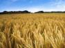 Investitorii straini, din nou interesati de sectorul agricol al Balcanilor